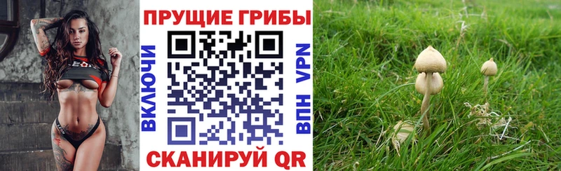 Псилоцибиновые грибы мицелий Кашин