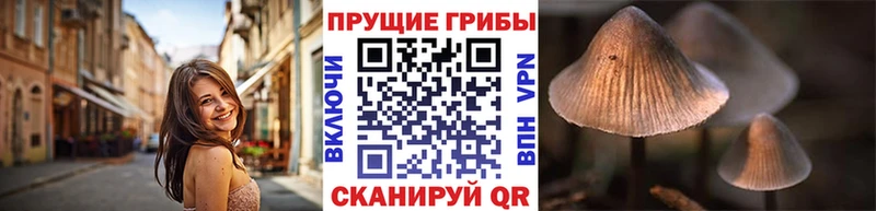 Псилоцибиновые грибы Psilocybe  Купить где  Кашин 